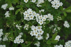 Spiraea nipponica (1) (1200 x 800)